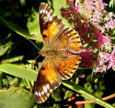 Vanessa cardui aberrant568 (Internet Image property of respective owner, non-commercial use only)